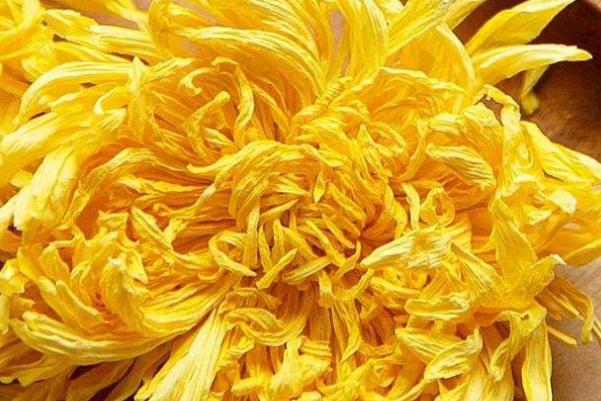 金丝皇菊的功效与作用 金丝皇菊和胎菊哪个好