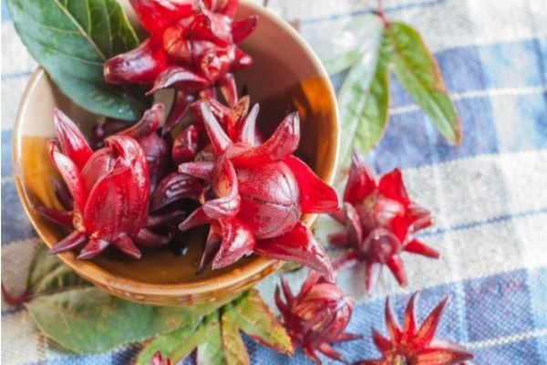 洛神花是什么花-洛神花其实不是花